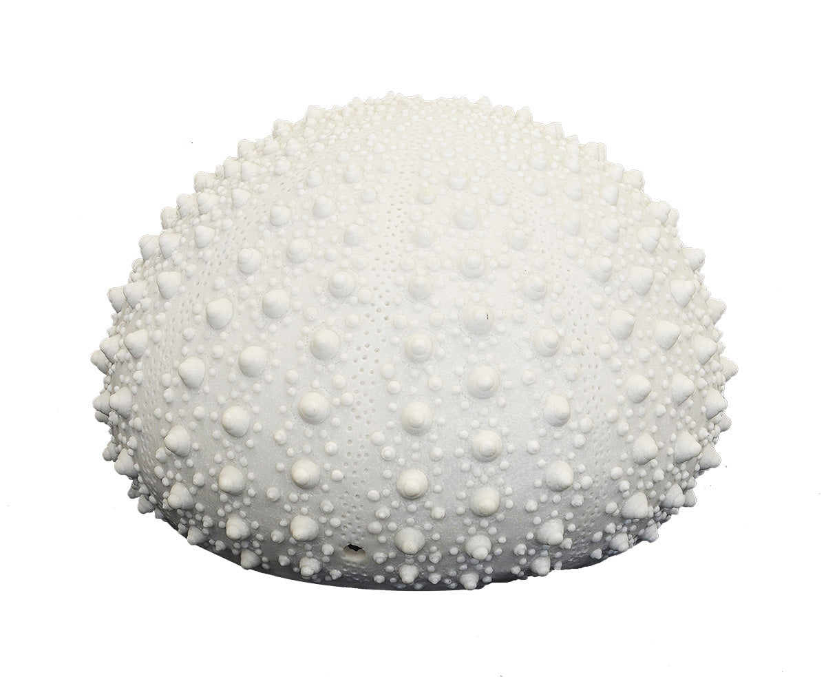 CORAL LAMP SEA URCHIN