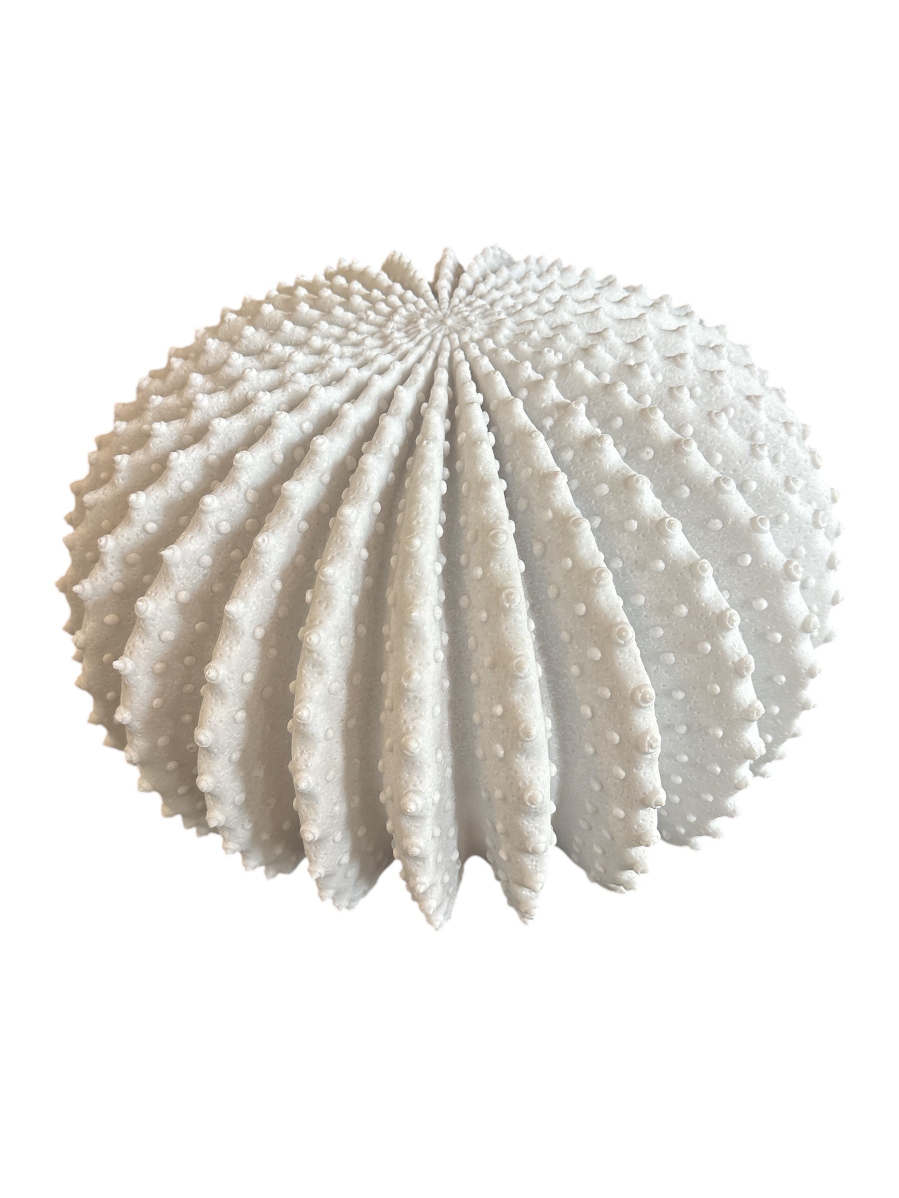 CORAL LAMP SEA URCHIN